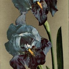 Iris