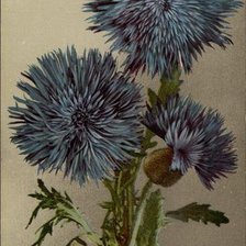 Схема вышивки «Cornflower»