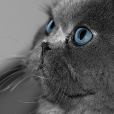 Схема вышивки «кошка»