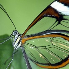 Схема вышивки «прозрачная бабочка»