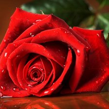 Схема вышивки «роза»