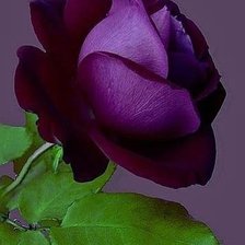 Схема вышивки «Серия "Букет"»