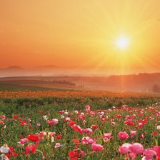 Схема вышивки «цветущее поле на закате солнца»