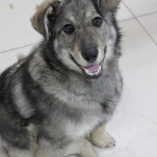 Схема вышивки «поля»