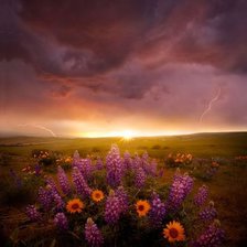 Цветы на закате