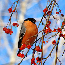 Схема вышивки «зима»