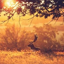 Схема вышивки «рассвет»