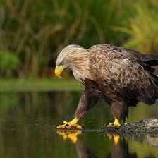 Схема вышивки «орел»