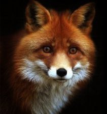 Схема вышивки «лис»