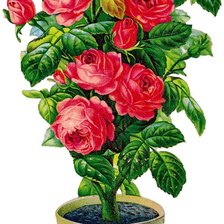 Схема вышивки «роза»