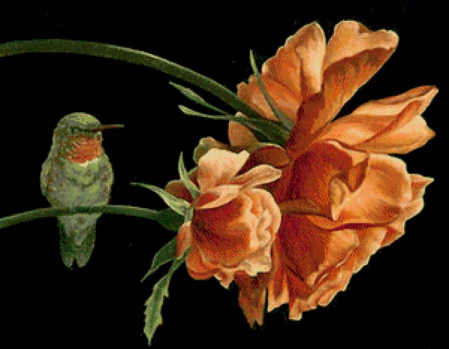 колибри и цветы - роза, птицы, розы - предпросмотр