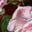 Предпросмотр схемы вышивки «розы» (№464940)