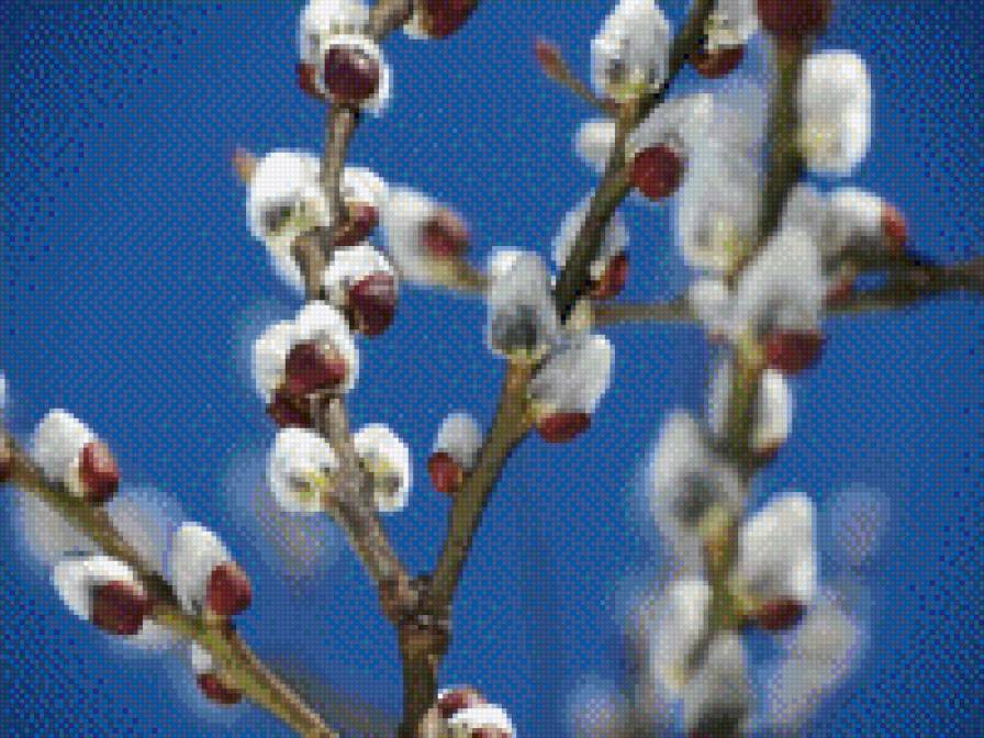 верба - дерево, верба - предпросмотр