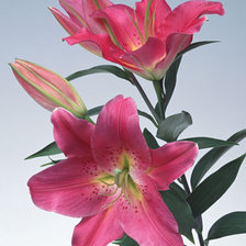 Схема вышивки «лилии»