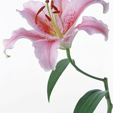 Схема вышивки «лилии»