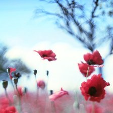 Схема вышивки «Маки»