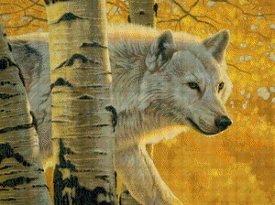 волк - природа, осень, хищник, береза - предпросмотр