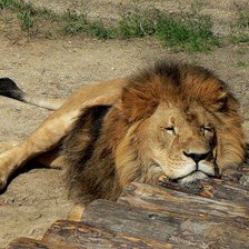 Схема вышивки «лев»