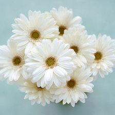 Схема вышивки «ромашки»