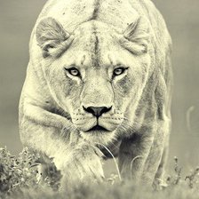 Схема вышивки «львица»