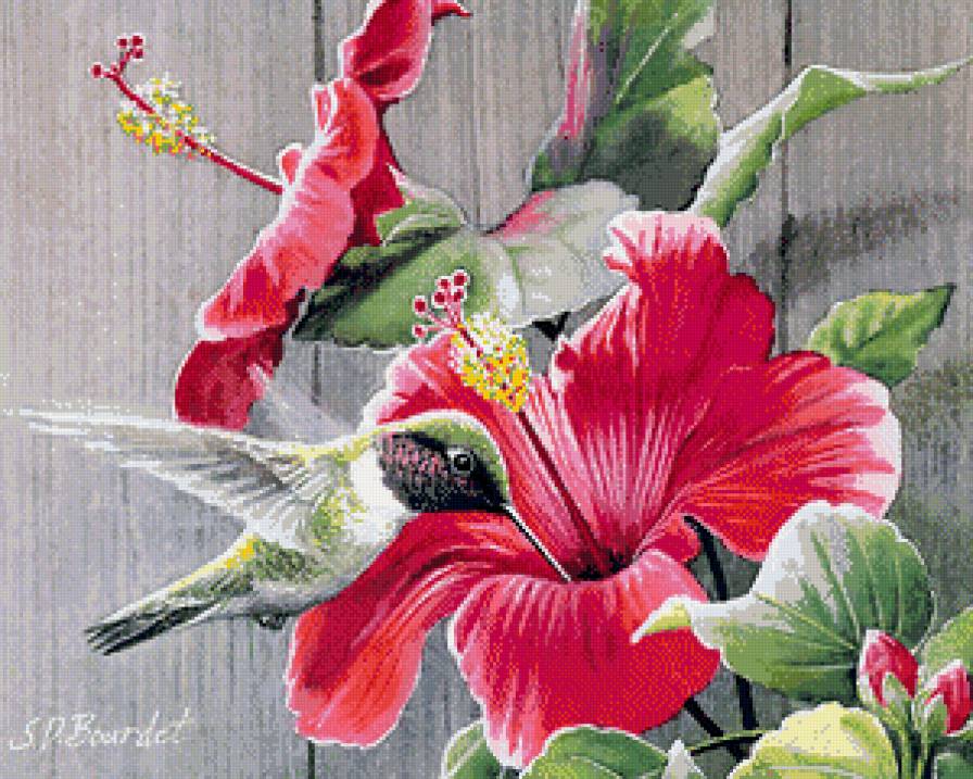 колибри - предпросмотр