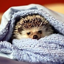 Схема вышивки «Ёжик в шарфе»