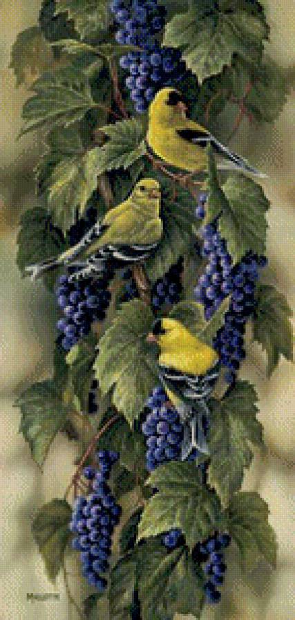 Попугаи - птицы - предпросмотр