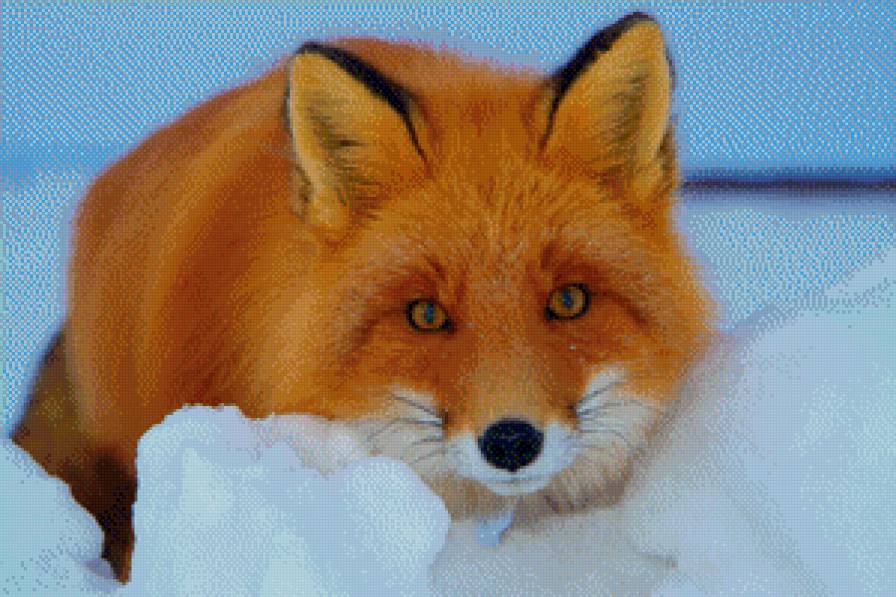 лиса - зима - предпросмотр