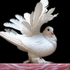 Схема вышивки «Серия "Птицы"»