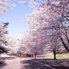 в розовых тонах