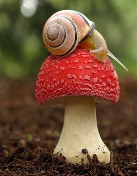 Улитка - лес, улитка, природа, грибы - оригинал
