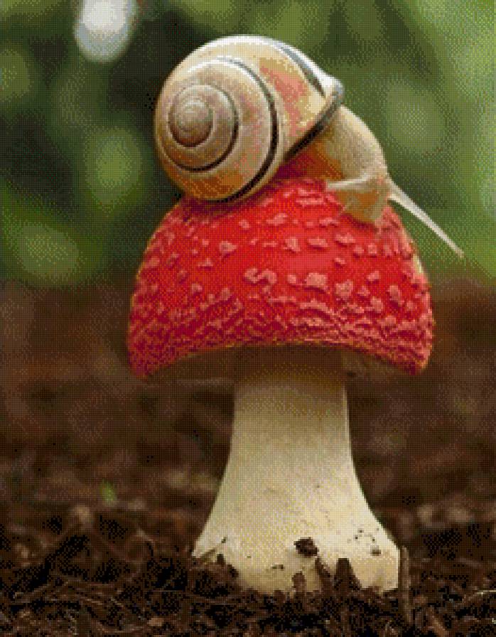 Улитка - лес, природа, грибы, улитка - предпросмотр