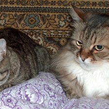 Схема вышивки «боша и алиса»