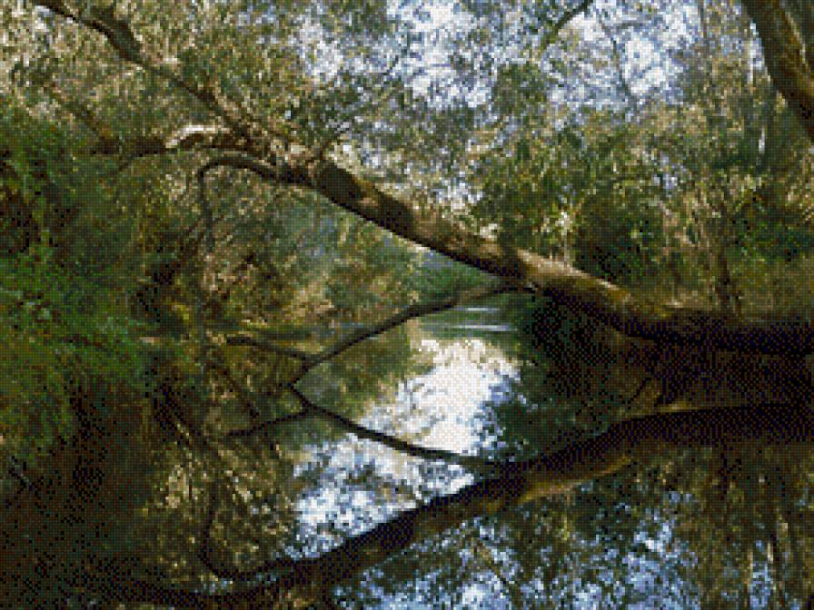 Ива над рекой - ива, лето, река, пейзаж, отражение, деревья, природа - предпросмотр