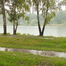 Схема вышивки «березки»