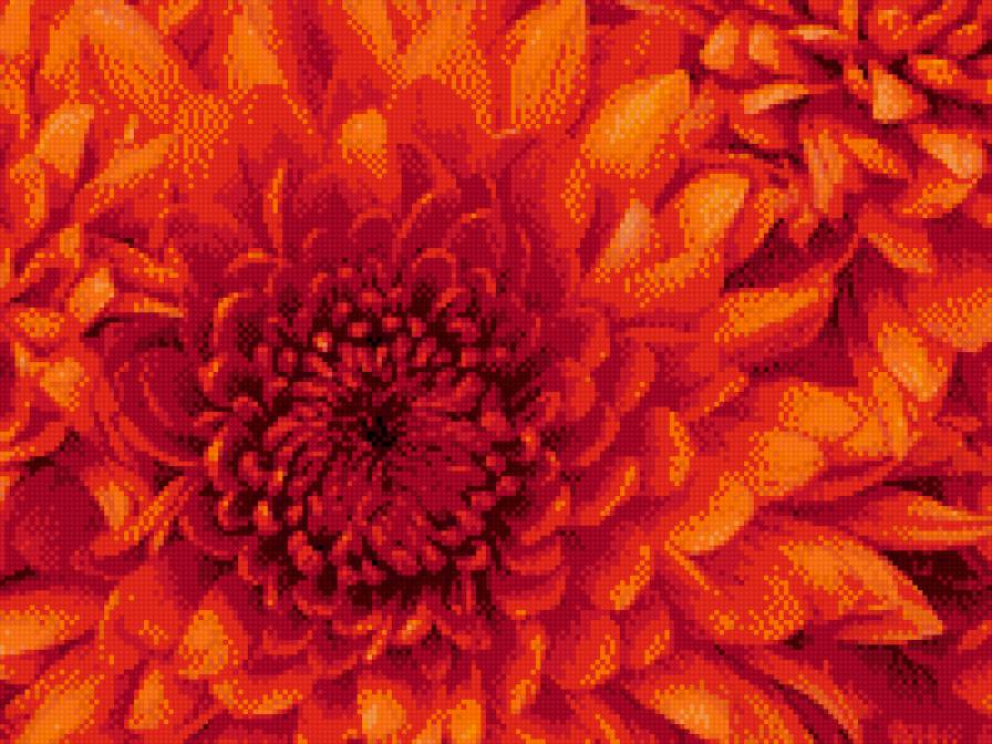 хризантема - хризантема, цветы - предпросмотр