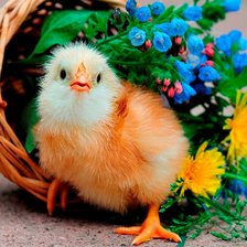 Схема вышивки «циплёнок»