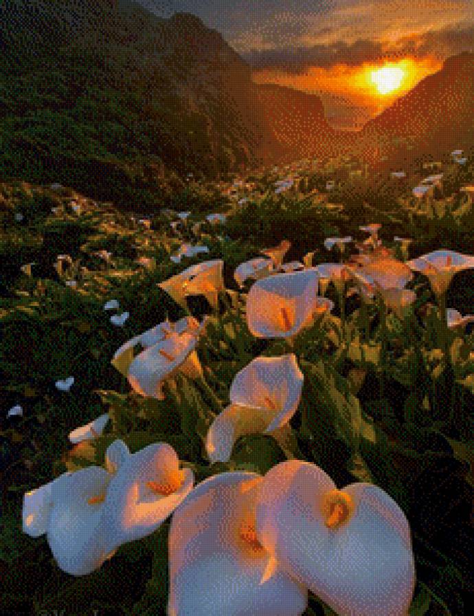 Калы у подножия горы - цветы, гора, калы - предпросмотр