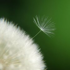 Схема вышивки «Одуванчик»