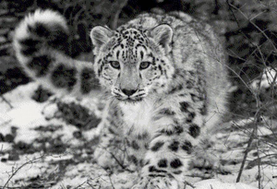 Леопард - дикие кошки, черно-белая - предпросмотр