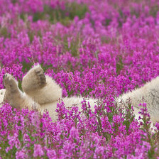 Схема вышивки «Шалун»