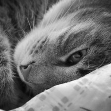 Схема вышивки «Котик»