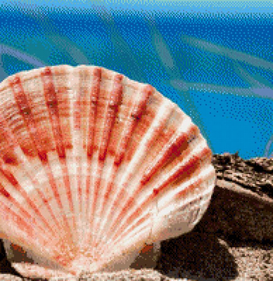 Ракушка - ракушки, песок, лето, море - предпросмотр