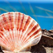 Схема вышивки «Ракушка»