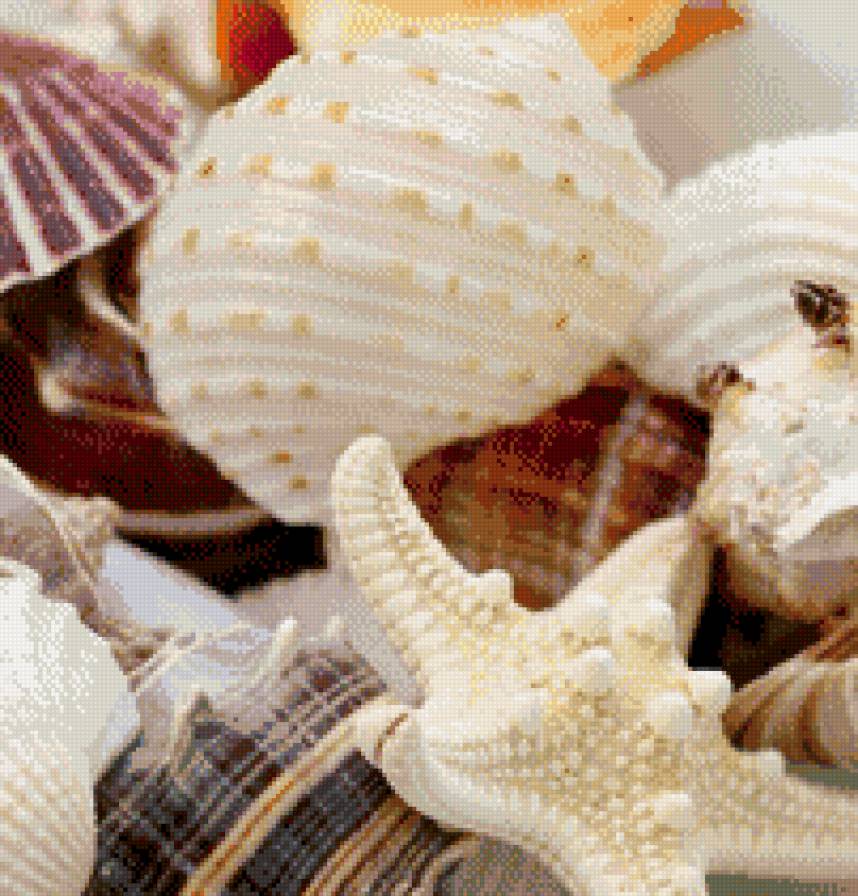 Ракушки - пляж, лето, море, ракушки - предпросмотр