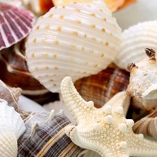 Схема вышивки «Ракушки»