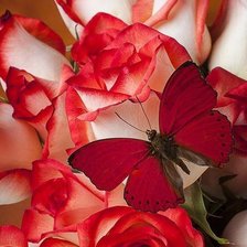 Схема вышивки «Бабочка на розе»