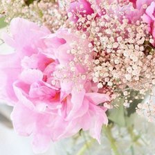 Схема вышивки «Нежность»