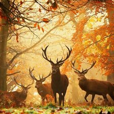 Схема вышивки «олени»