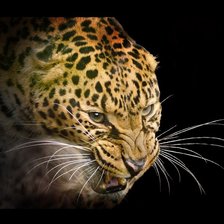 Схема вышивки «леопард»